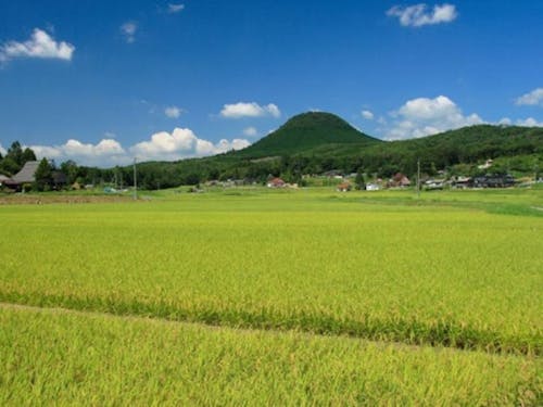 参加する市の多くでは、米づくりも行われている。