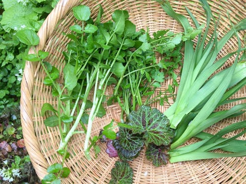 庭で採れる山菜たち
