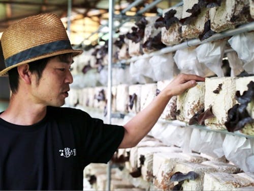 キノコ専門農家さん