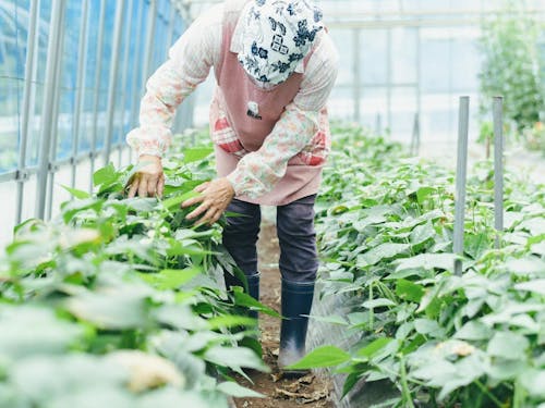 農家の方や先輩移住者のお話を聞くことも可能です