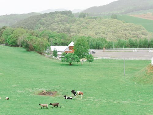 「くずまき高原牧場」では宿泊も可能🏠