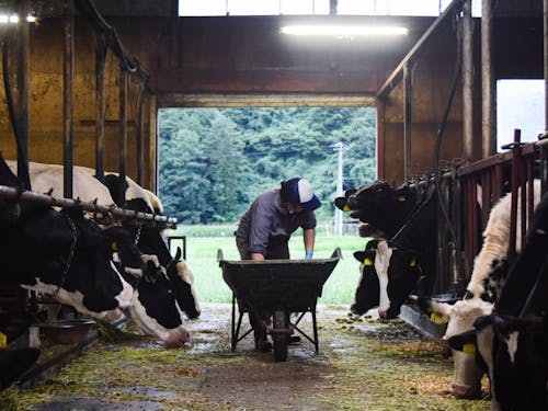 酪農ヘルパーさんの中には先輩移住者も🐄