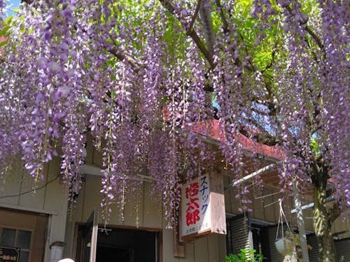 お店の入り口には綺麗な藤の花