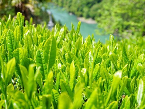 村の急斜面で栽培される「中井侍銘茶」