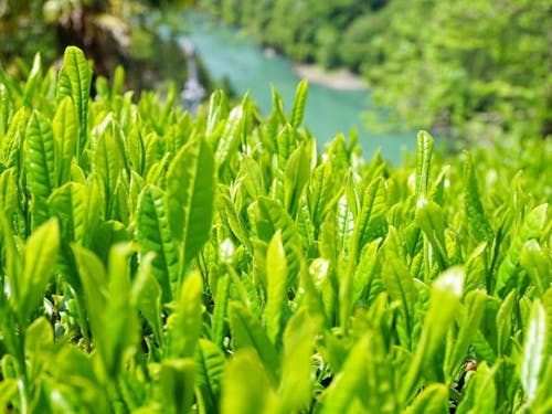 村の急斜面で栽培される「中井侍銘茶」