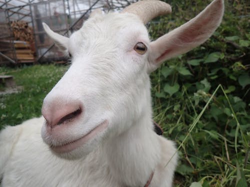 動物とのふれあいも、地方での子育ての醍醐味🐐