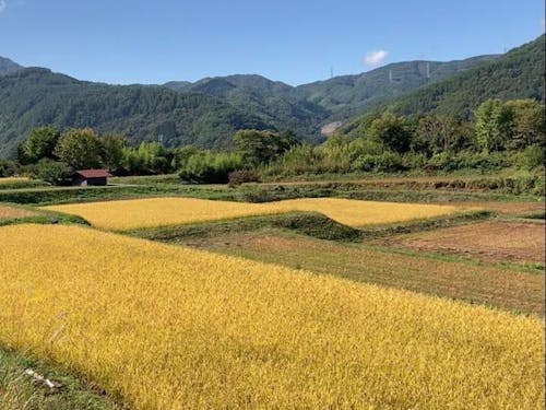 今年度から、伊那市では有機給食もはじまります！