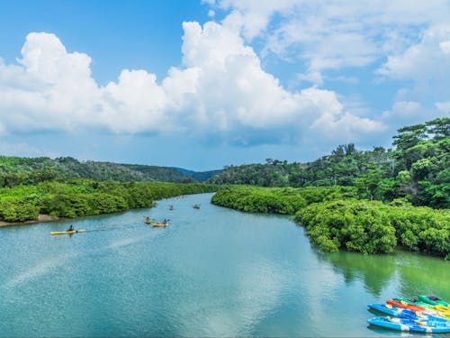 カヌーなどの体験ができる慶佐次湾のヒルギ林