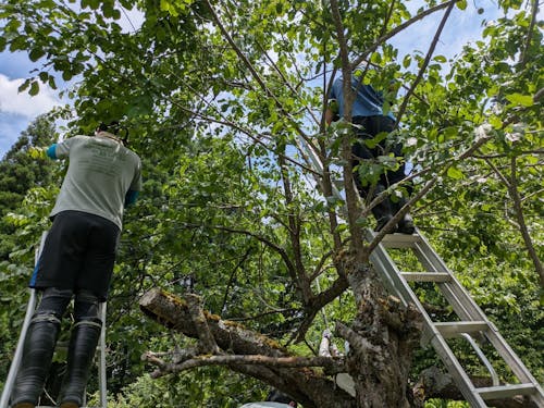 前回の梅の収穫体験のようす