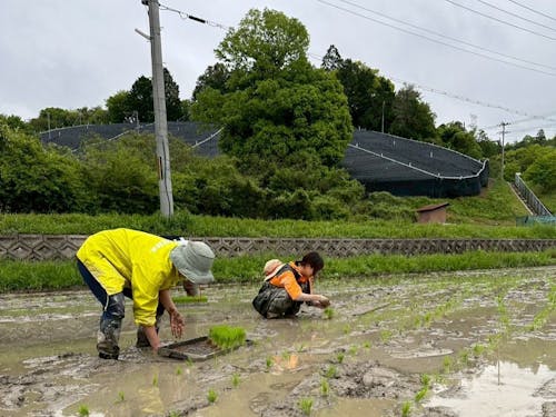 茶畑に囲まれた風景の中で、仲間と一緒に田んぼをしたり…