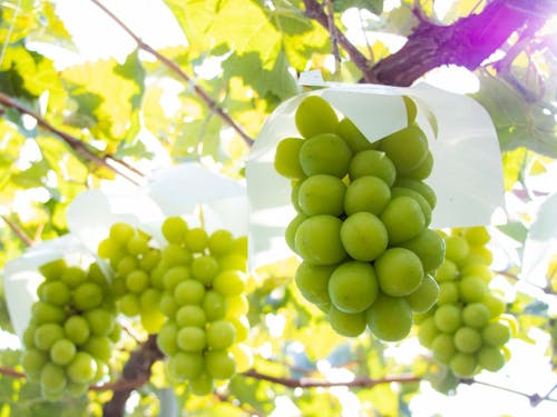 信州中野産シャインマスカット!市のふるさと納税返礼品で一番人気