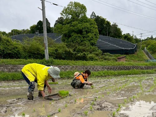 茶畑に囲まれた風景の中で、仲間と一緒に田んぼをしたり…