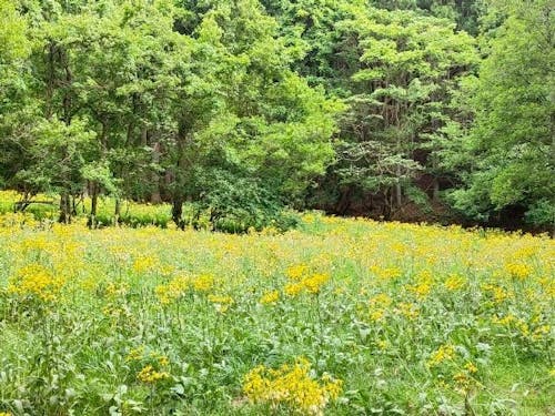 黄色い絨毯のようなサワオグルマ