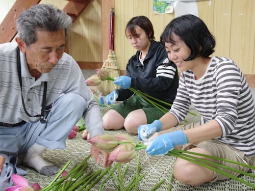 ピンクの花が咲き乱れる田んぼでのハス収穫