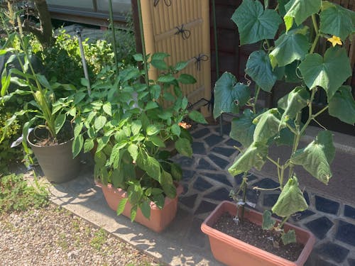 我が家のプランター菜園🌱