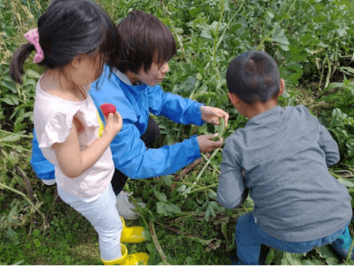 家庭菜園で野菜のお世話