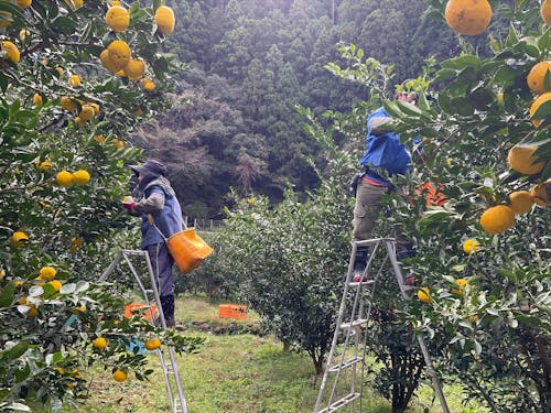 日本有数のゆずの産地・北川村