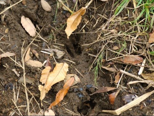 いのししの足跡