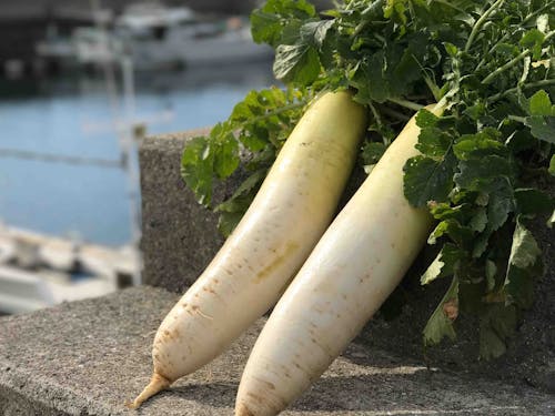 特産品の湯島大根