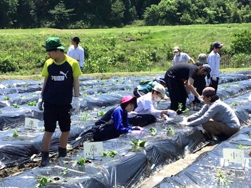 みんなで協力してサツマイモの植え付けを行う様子