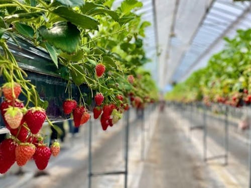 クリスマスケーキ🍰にのるいちごは秋に苗を植えます🍓