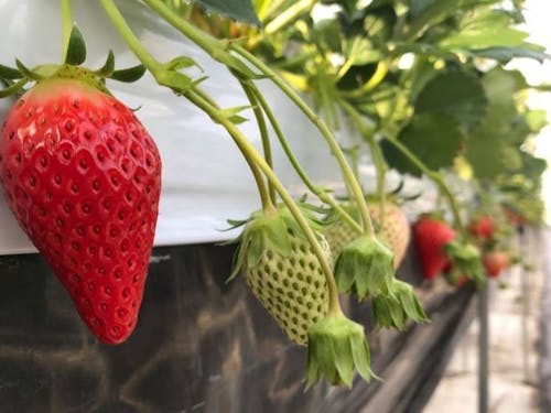 いちごの赤い実、ほんとうにカワイイです🍓