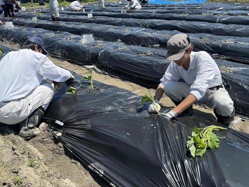 皆さん手際よく植え付けを行っていました!