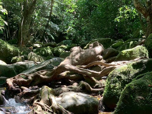 石垣島の自然(日中)