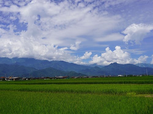 夏の池田町の風景