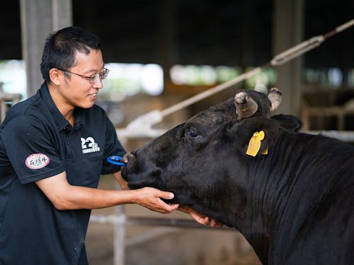 石垣牛は沖縄ということからも分かるように温暖な地域で育つ点が大きな特徴です。