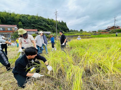 酒米の稲刈り体験