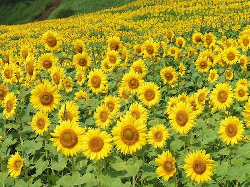 喜多方市三ノ倉のひまわり