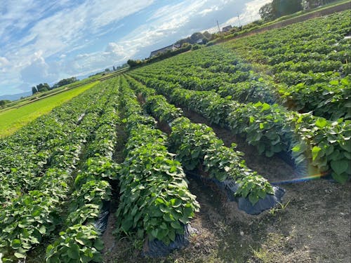 広大なさつまいも畑