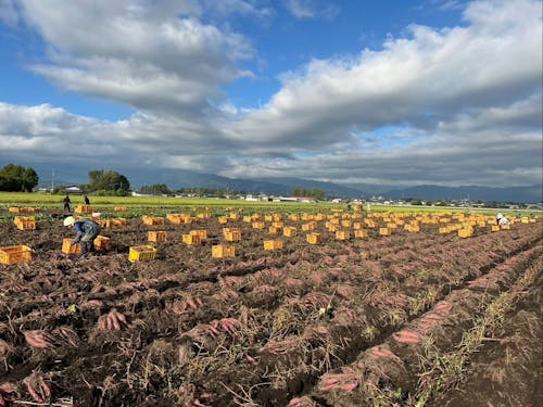 収穫した“からいも”たち