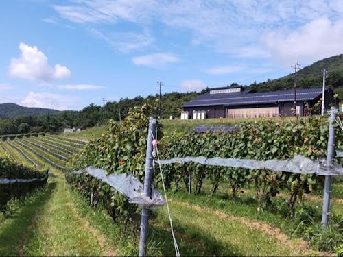 かわうちワイン株式会社のぶどう畑