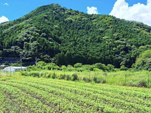 一面に広がるそば畑