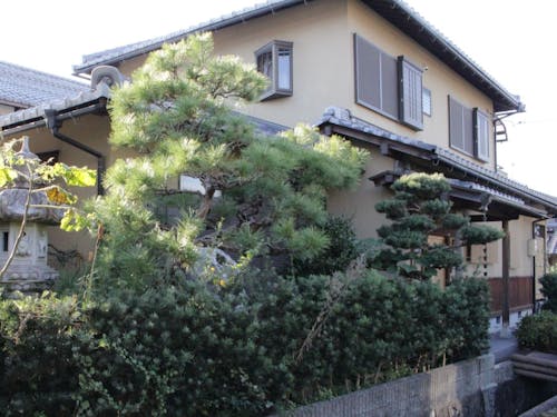 整備された植栽