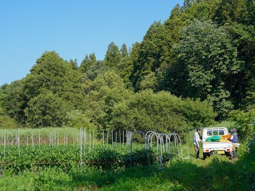 元協力隊のご夫婦が営む畑(ピーマン、ブロッコリーなど)