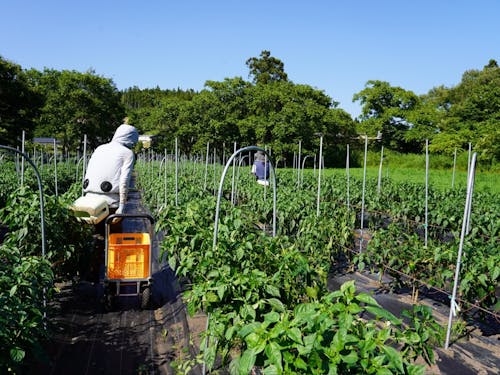 ピーマン収穫時の様子