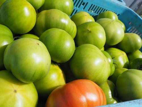 当町自慢のトマト