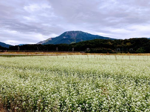 伊吹山の麓 そばの花が一面に広がる