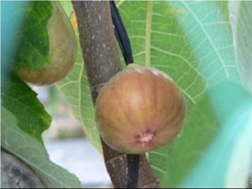 特産品のいちじく「蓬莱柿」