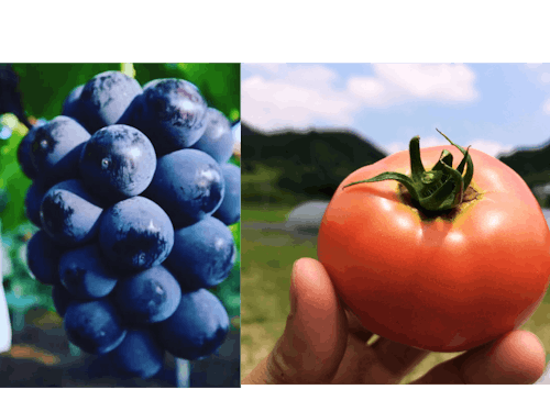 食べれば分かるこの美味しさ!ピオーネとトマトに舌鼓!