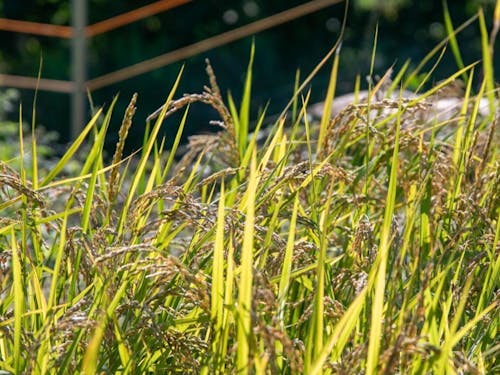 棚田で育った稲穂