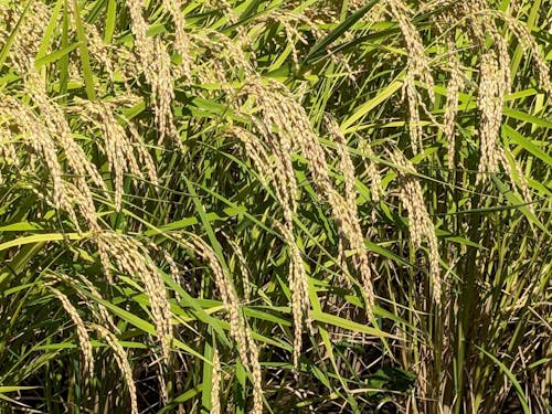 秋には稲穂が頭を垂れる