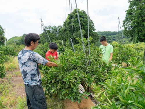 みかん畑の作業風景