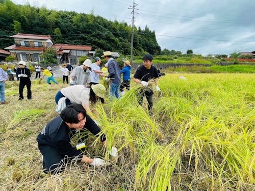 昨年の稲刈り体験の様子