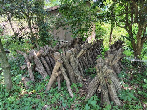 自宅裏庭で栽培しているキノコの「ほだ木」