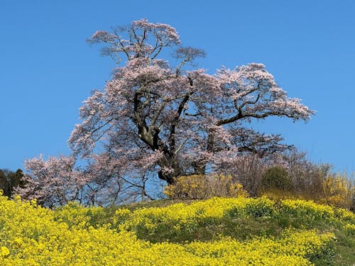塩ノ崎の大桜