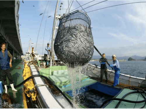 株式会社与力水産/プロの目利き仕入れ・加工・流通の現場で学べる魚の本場!